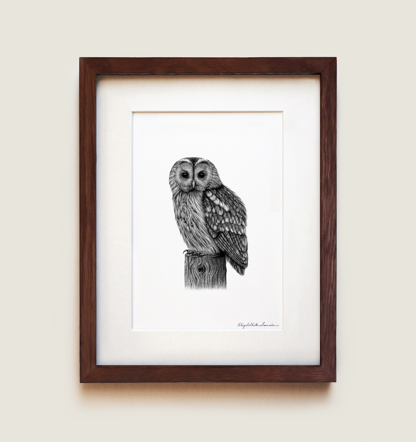 Tawny Owl | Fine Art Print