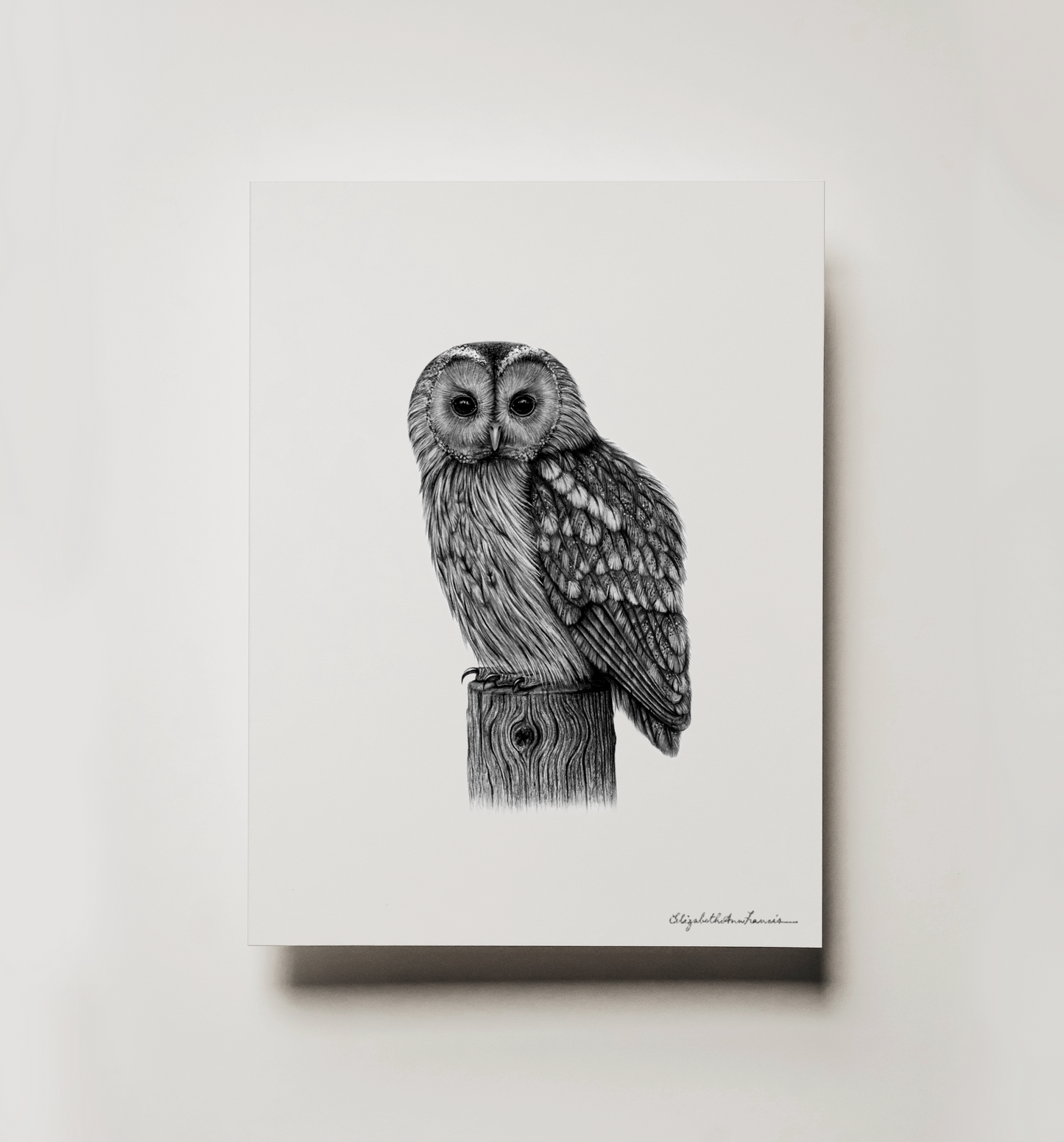 Tawny Owl | Fine Art Print