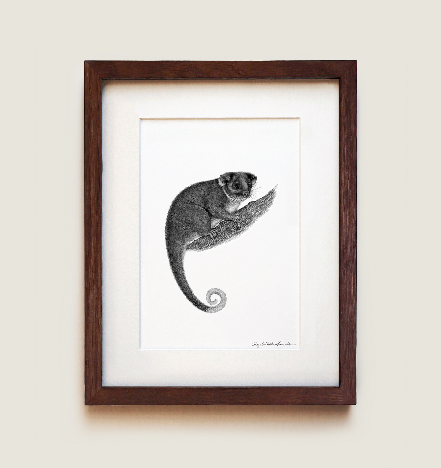 Common Ringtail Possum | Fine Art Print