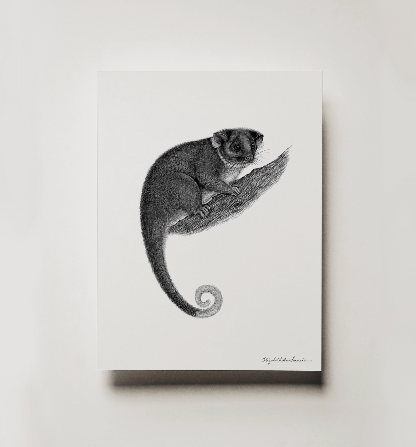 Common Ringtail Possum | Fine Art Print
