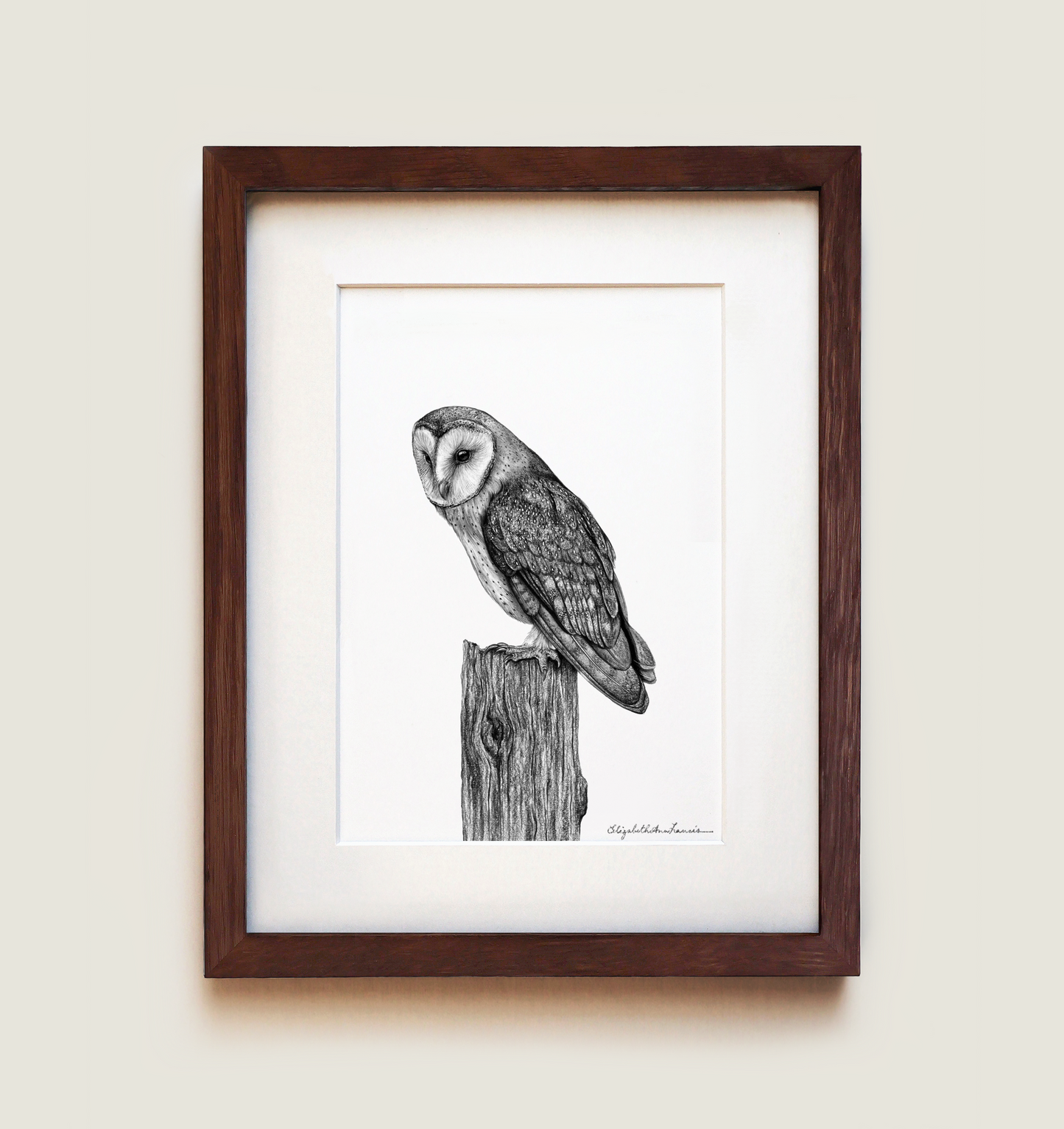 Barn Owl | Fine Art Print
