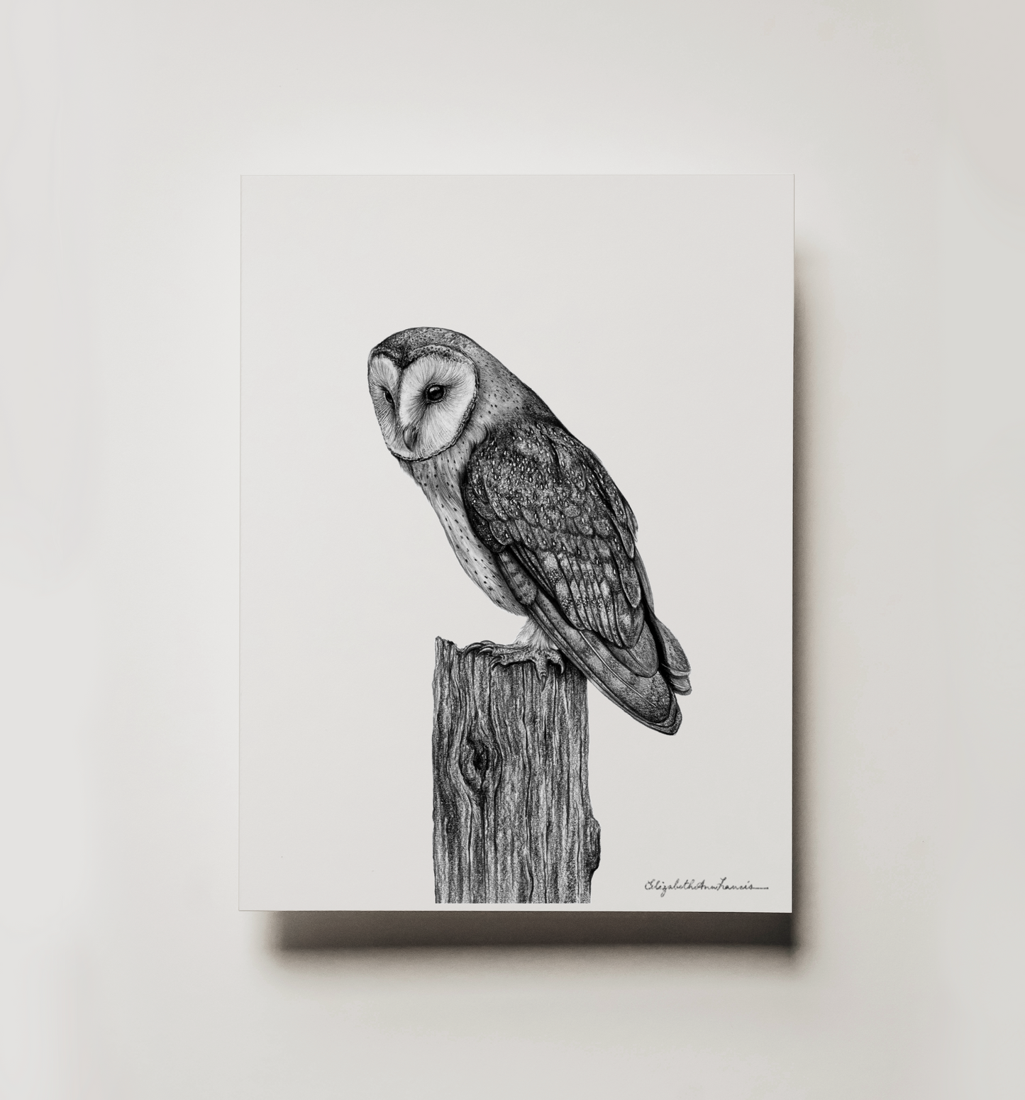 Barn Owl | Fine Art Print