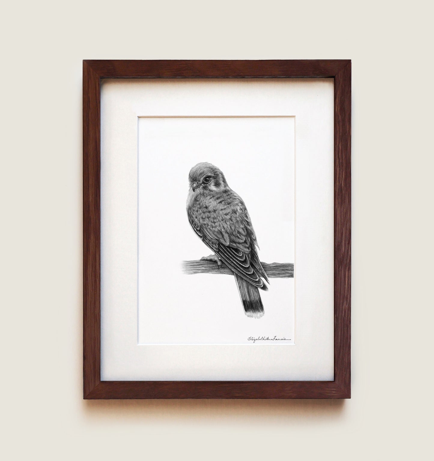 American Kestrel | Fine Art Print