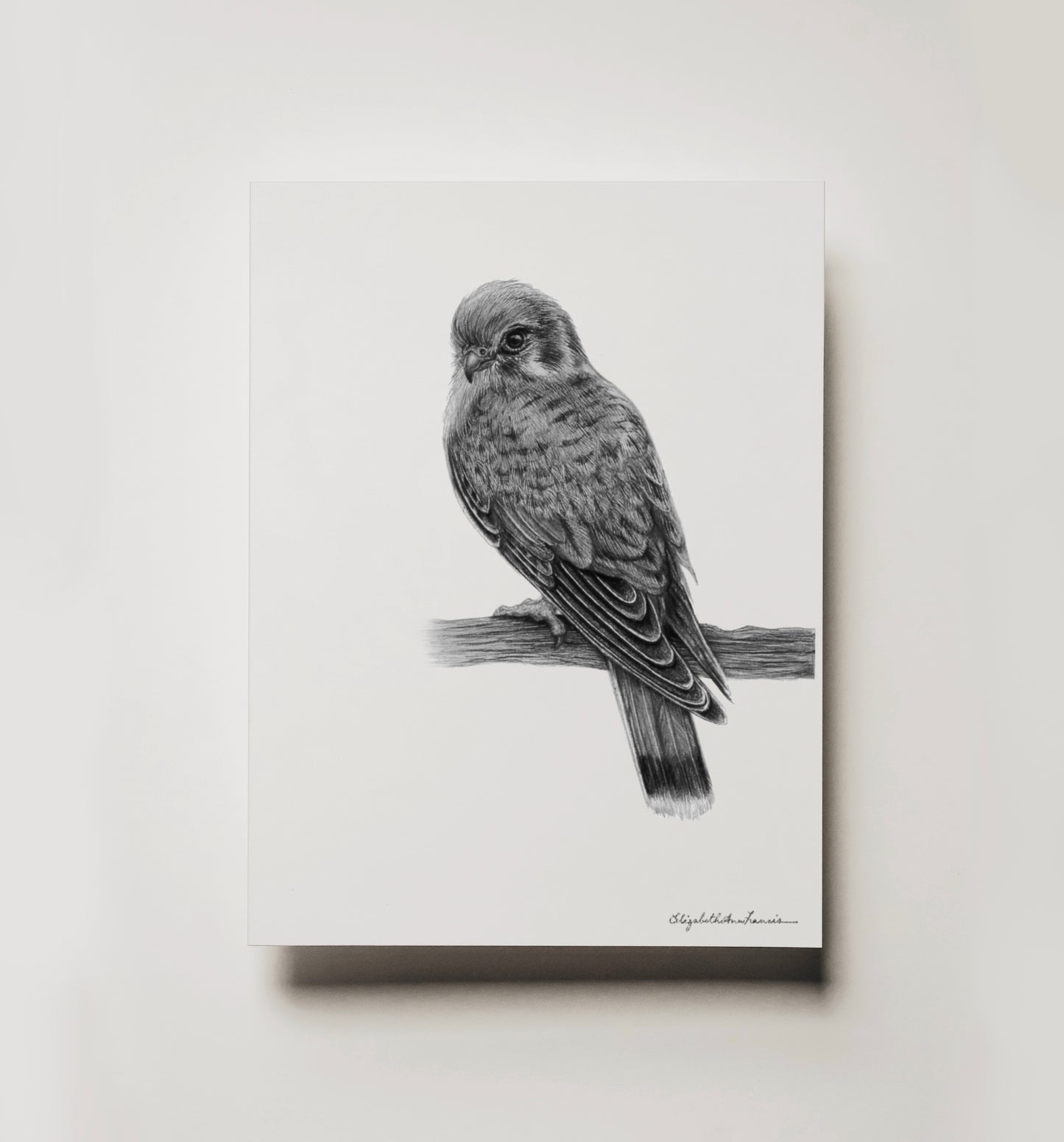 American Kestrel | Fine Art Print