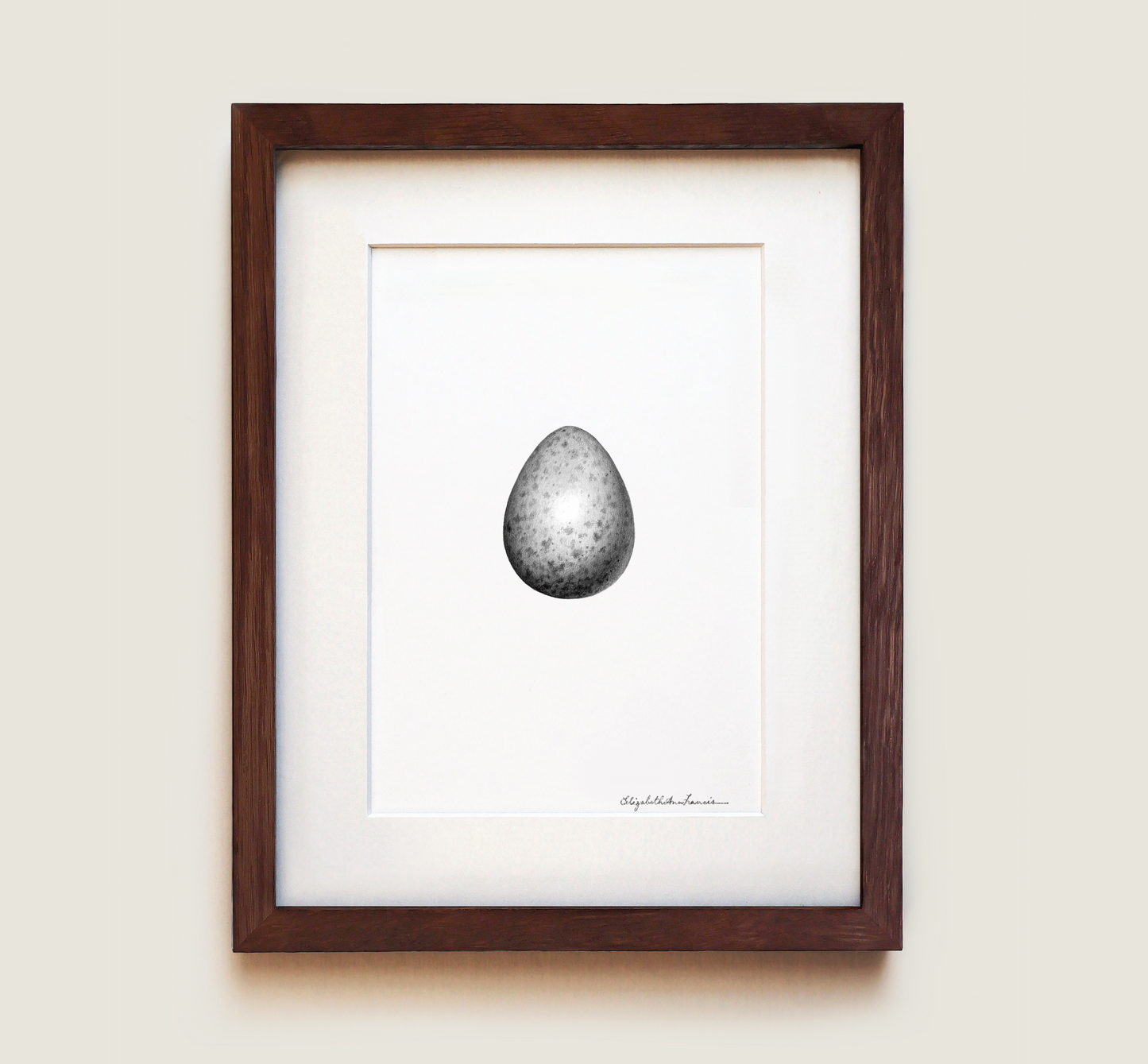 Canada Jay Egg | Fine Art Print