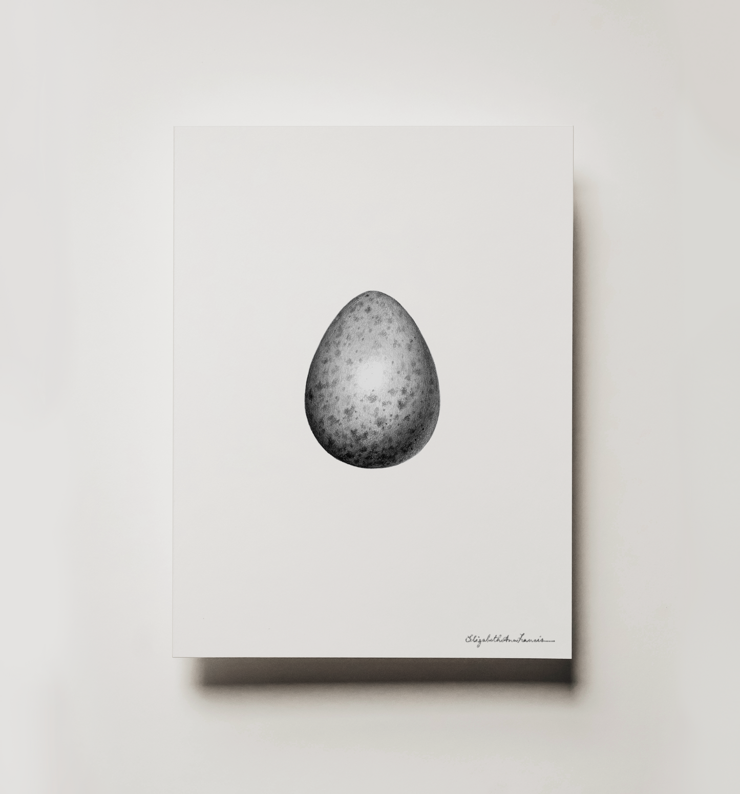 Canada Jay Egg | Fine Art Print