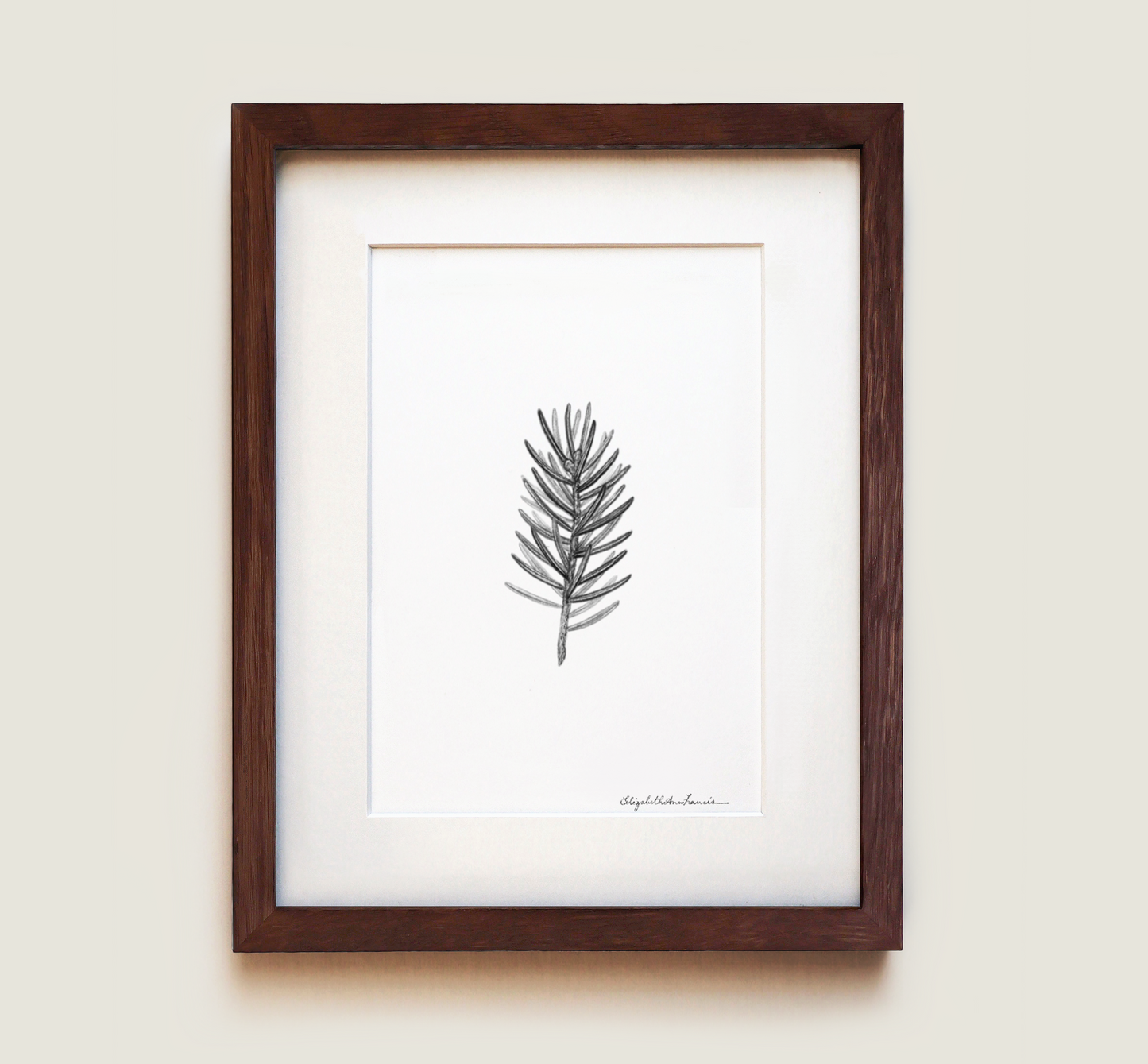 White Spruce | Fine Art Print
