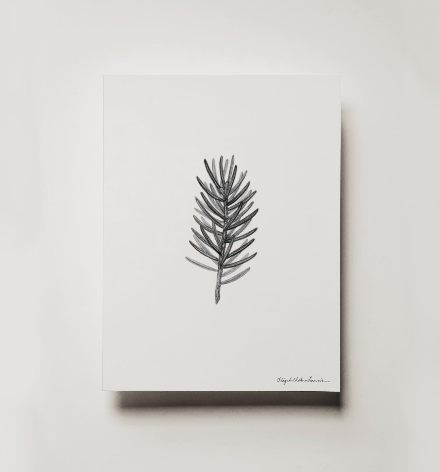 White Spruce | Fine Art Print