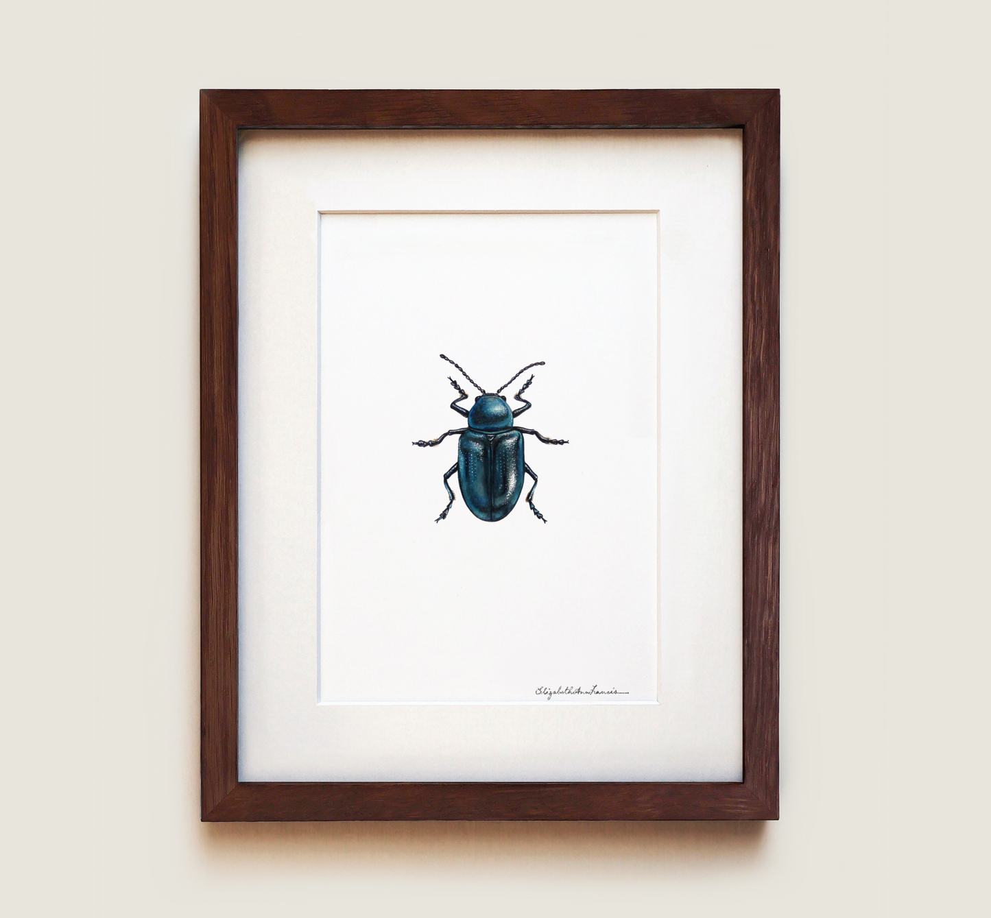 Blue Milkweed Beetle | Fine Art Print