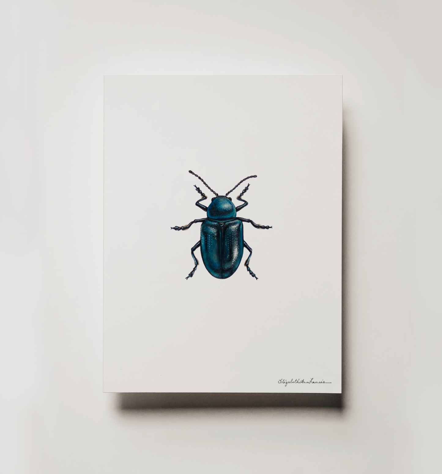 Blue Milkweed Beetle | Fine Art Print