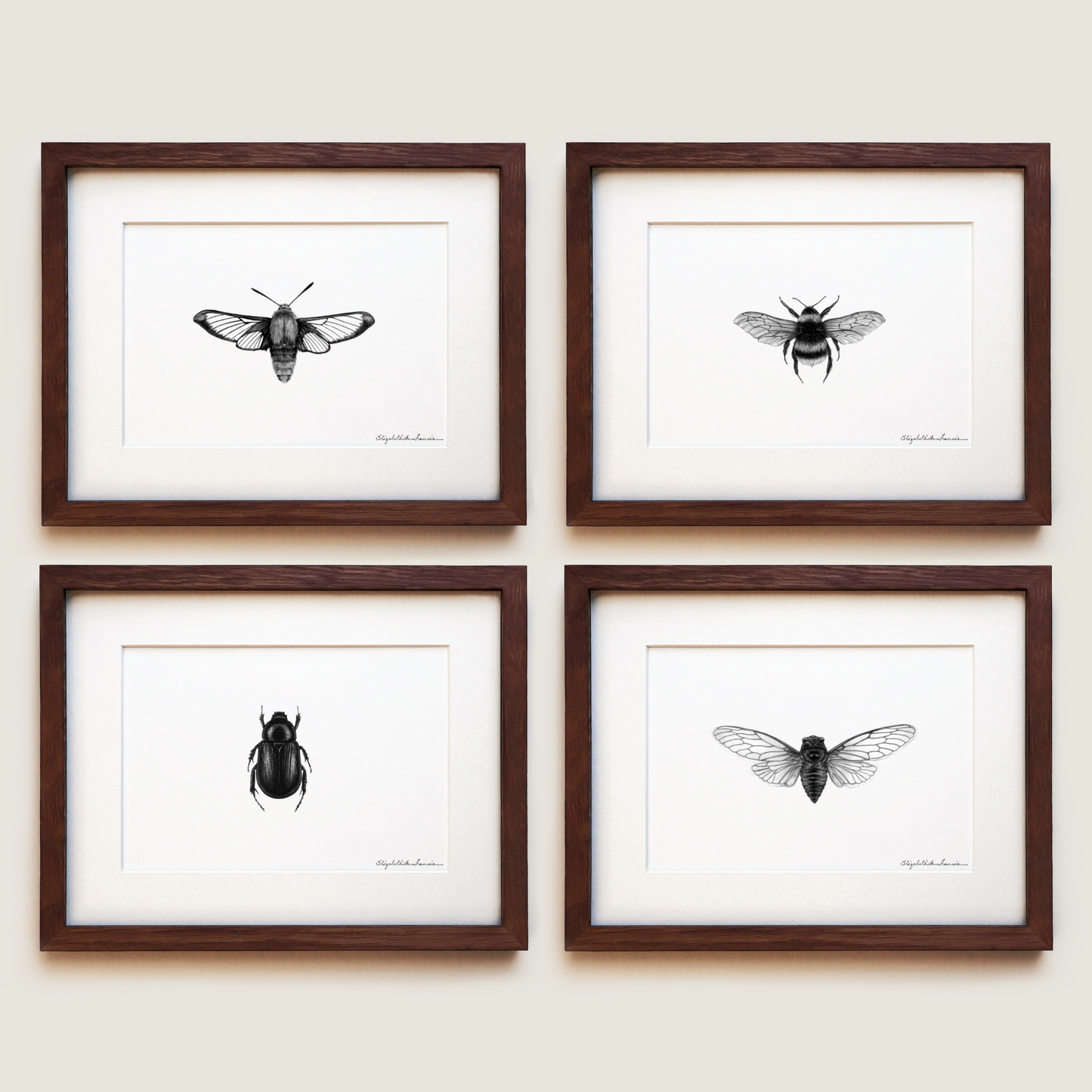 Insects Collection | Fine Art Print Set