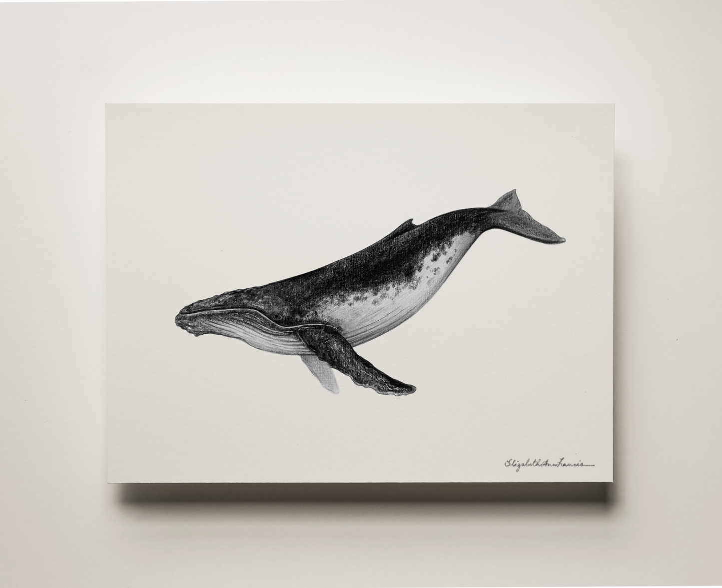 Humpback Whale | Fine Art Print
