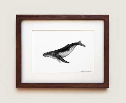 Humpback Whale | Fine Art Print