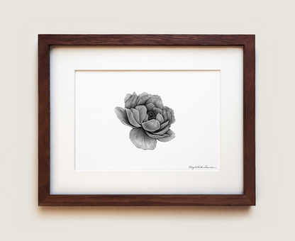 Peony | Fine Art Print