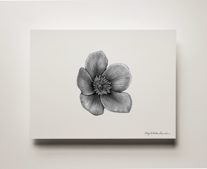 Wild Rose | Fine Art Print