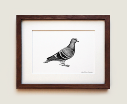 Homing Pigeon | Fine Art Print
