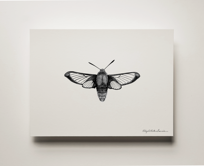 Hummingbird Clearwing Moth | Fine Art Print