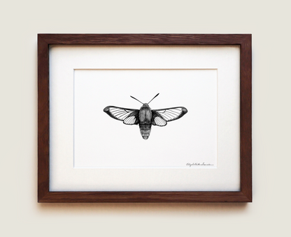 Hummingbird Clearwing Moth | Fine Art Print