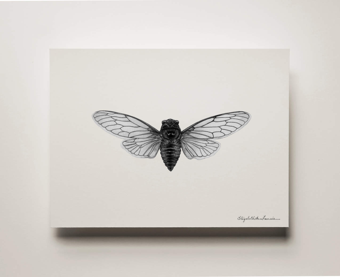 Canadian Cicada | Fine Art Print