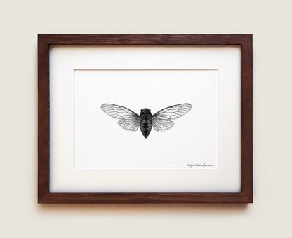 Canadian Cicada | Fine Art Print