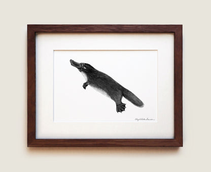 Platypus | Fine Art Print
