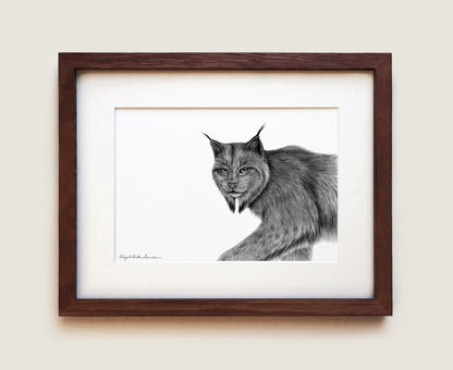 Canada Lynx | Fine Art Print