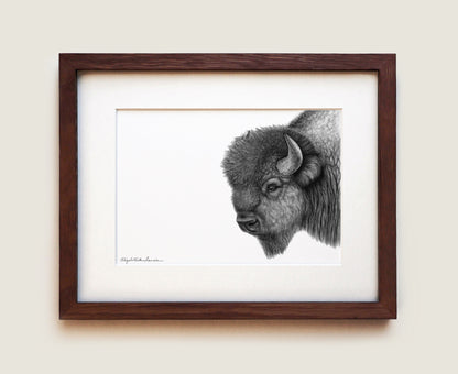 Plains Bison | Fine Art Print