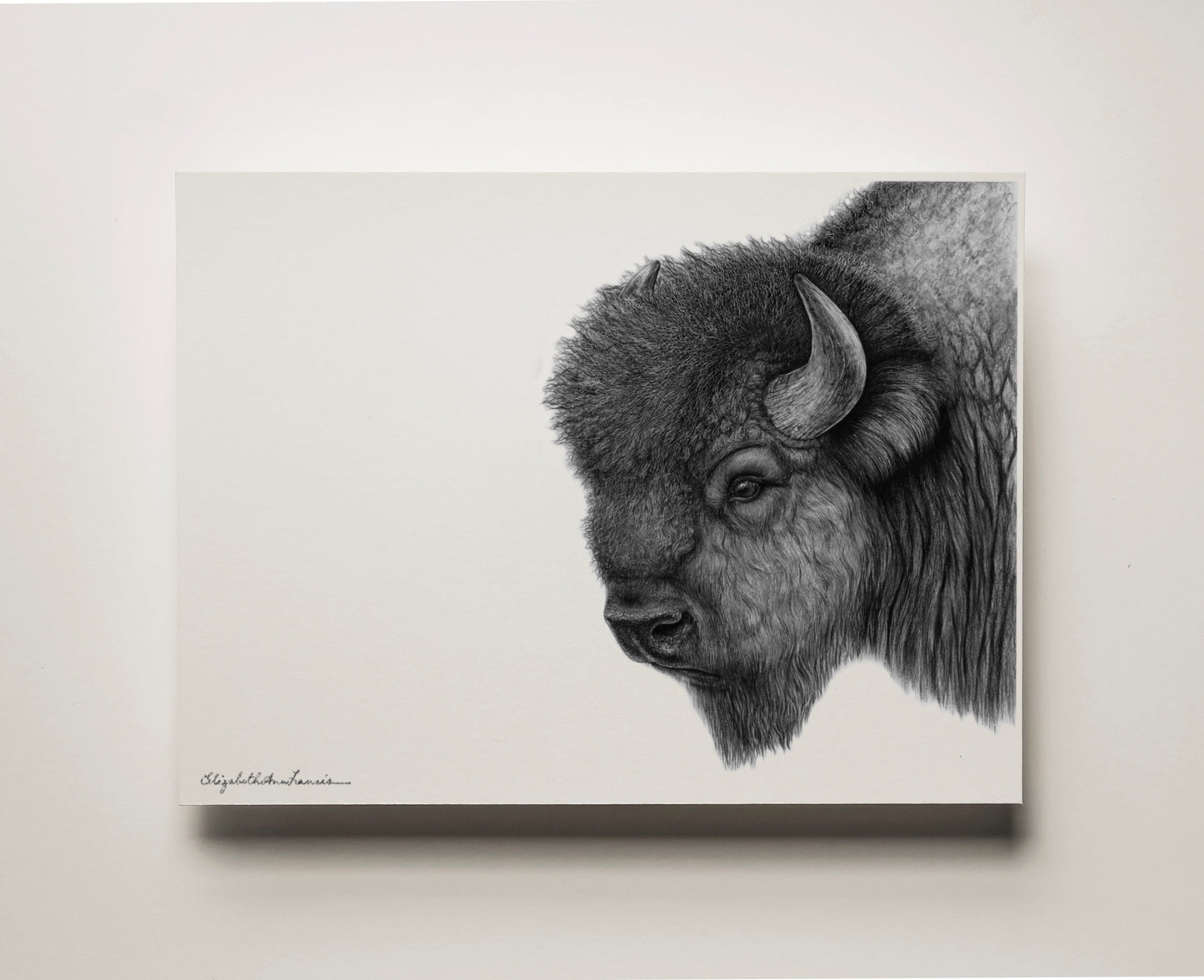 Plains Bison | Fine Art Print