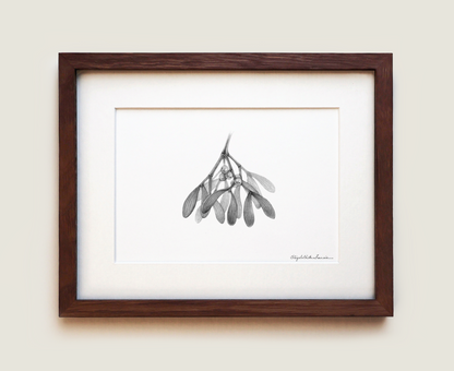 Mistletoe | Fine Art Print