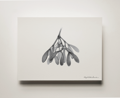 Mistletoe | Fine Art Print