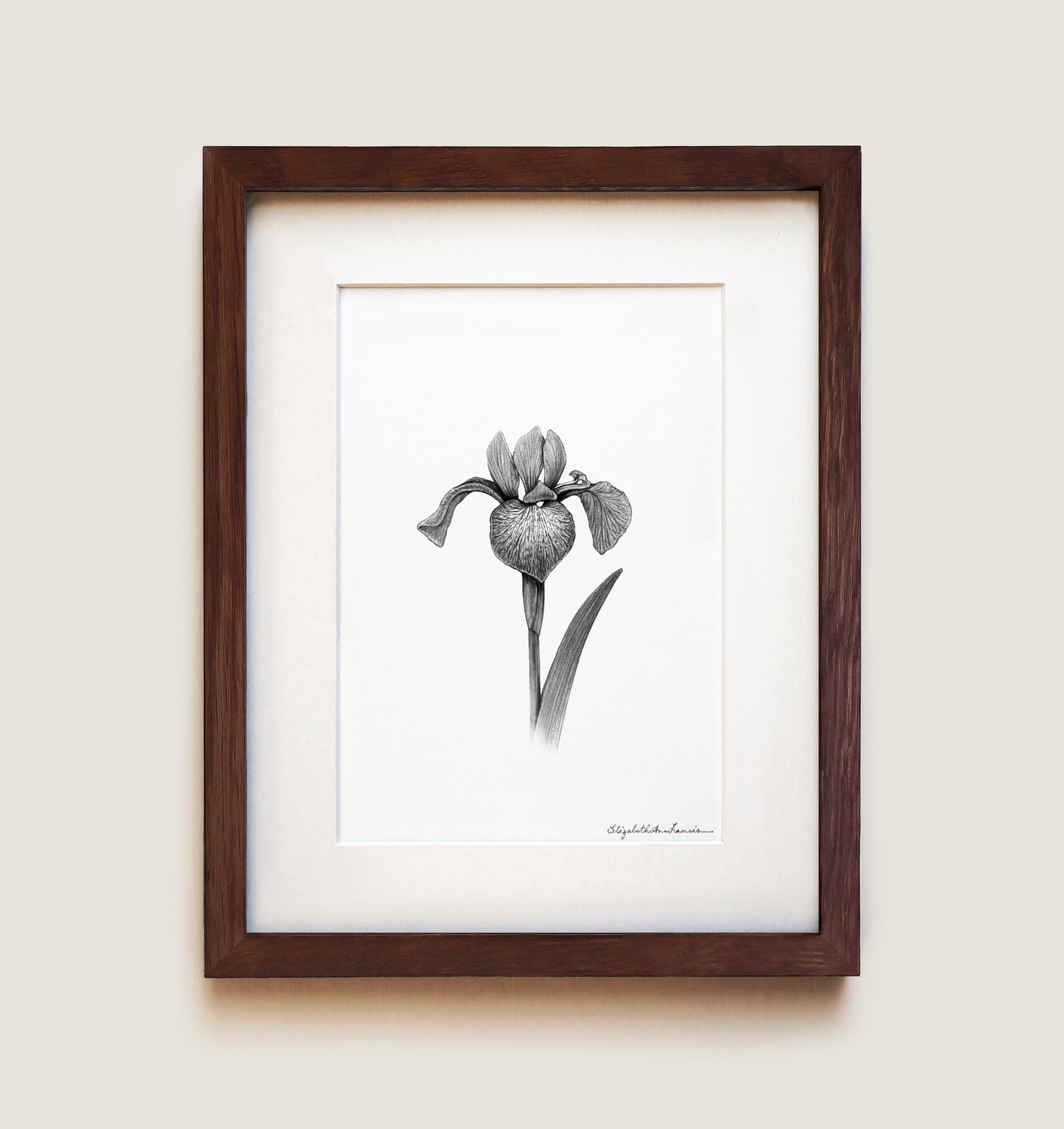 Northern Blue Flag Iris | Fine Art Print