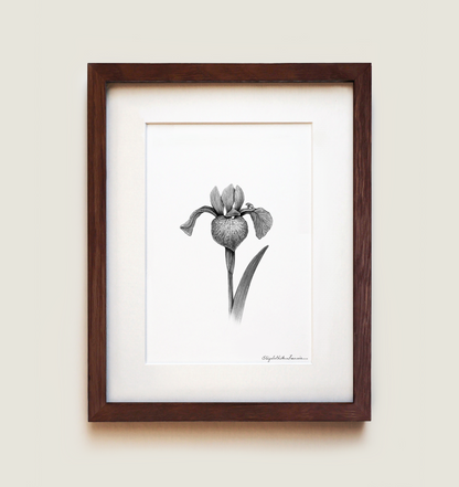Northern Blue Flag Iris | Fine Art Print