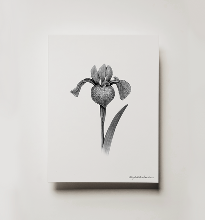Northern Blue Flag Iris | Fine Art Print