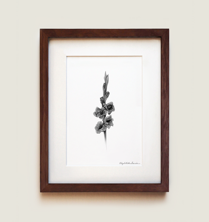 Gladiolus | Fine Art Print