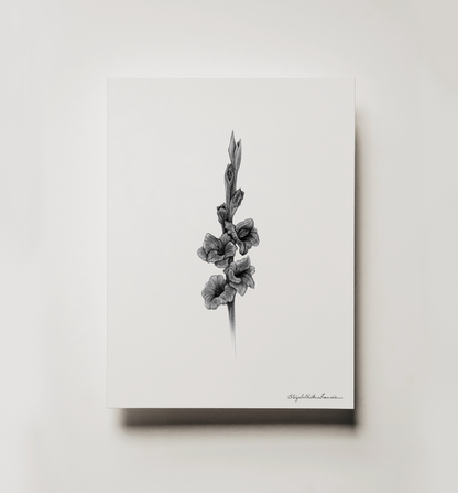 Gladiolus | Fine Art Print
