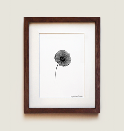 Poppy | Fine Art Print