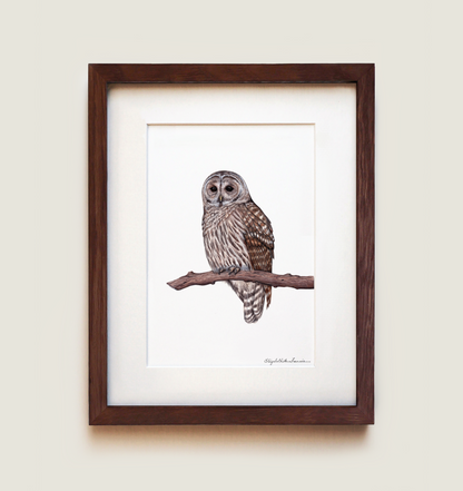 Barred Owl | Framed Art Print