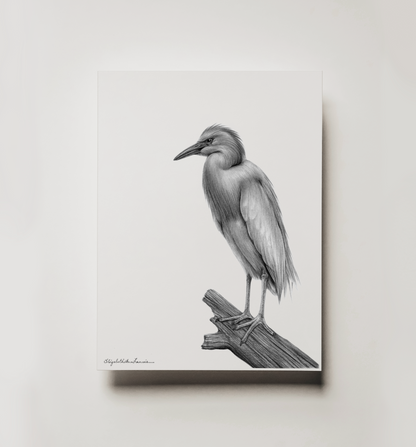 Cattle Egret | Fine Art Print