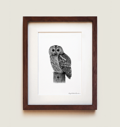 Tawny Owl | Fine Art Print