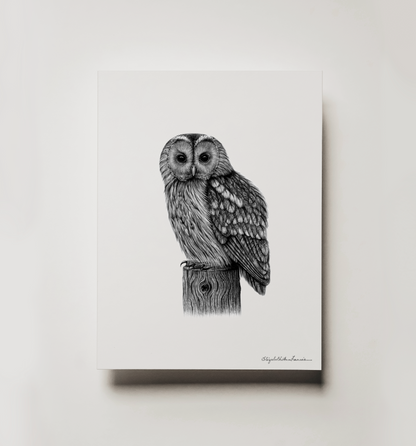 Tawny Owl | Fine Art Print
