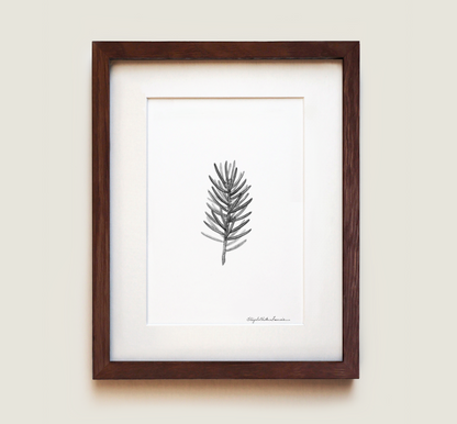 White Spruce | Fine Art Print