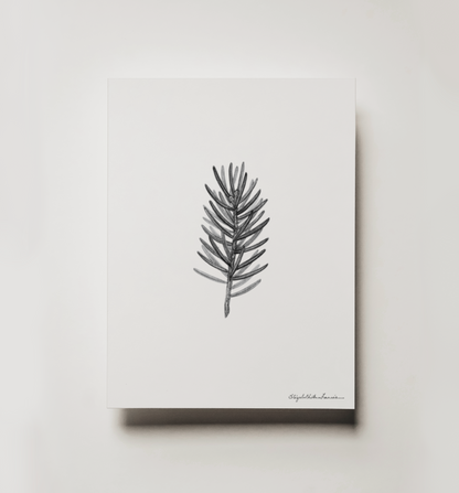 White Spruce | Fine Art Print