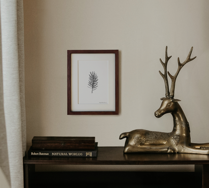 White Spruce | Fine Art Print