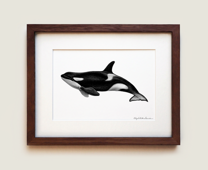 Orca Killer Whale | Fine Art Print