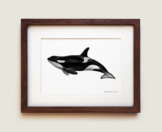 Orca Killer Whale | Fine Art Print