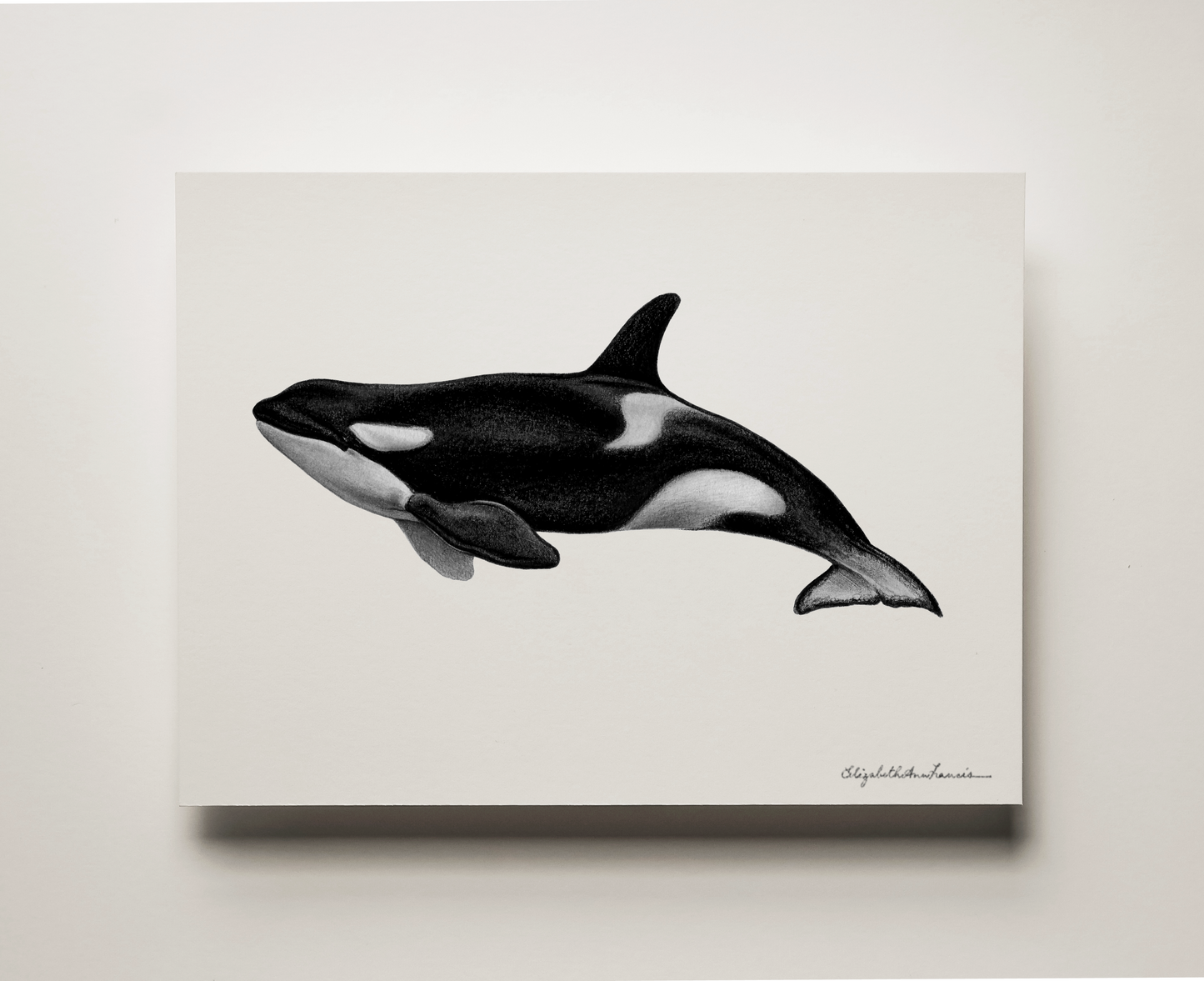 Orca Killer Whale | Fine Art Print
